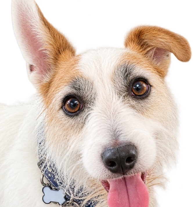 Arduino, the real rough-coated Jack Russell