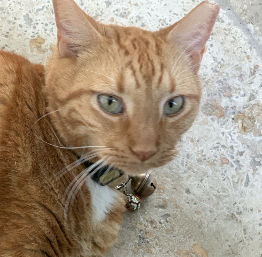 Billy, The Kitchen Crew's orange tabby food critic